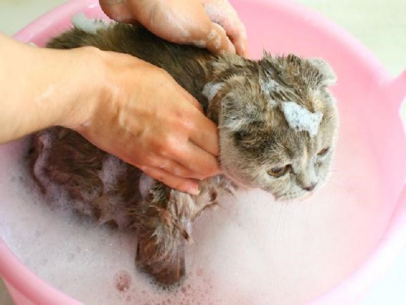 Чи можна мити кішку звичайним шампунем