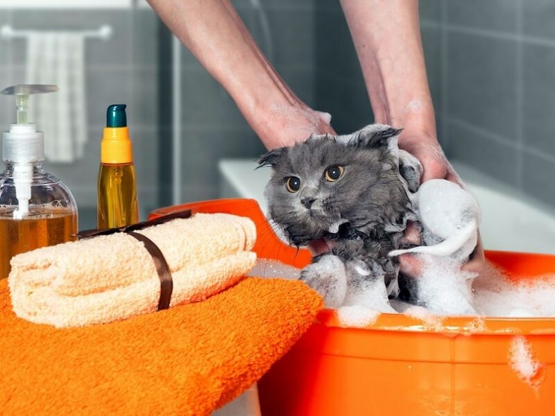 Чи можна мити кішку звичайним шампунем